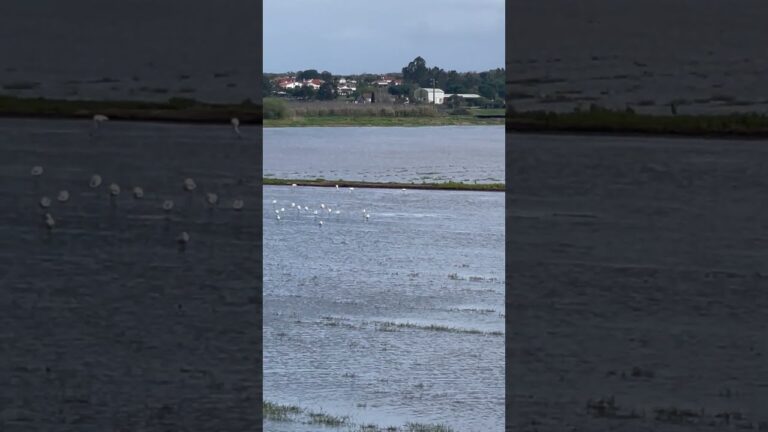 Marinhais Pneus: Qualidade e Variedade para Seu Veículo