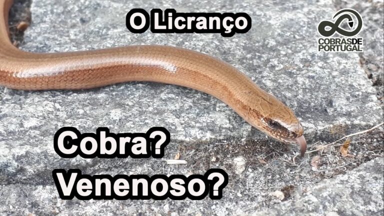 Cobra Descanso em Portugal: Um Guia Completo